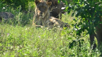 hoedspruit