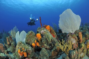 Golden Rock Dive And Nature Resort,,4 star