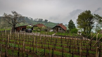 vineyard cottage hocevar