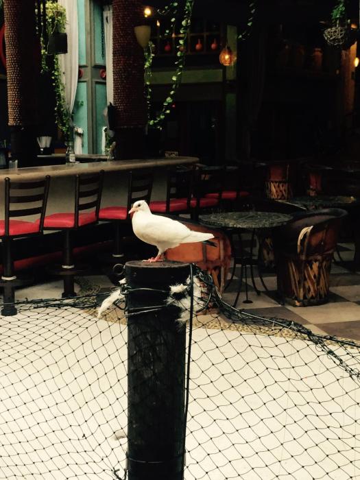 hotel club del sol acapulco by ng hoteles