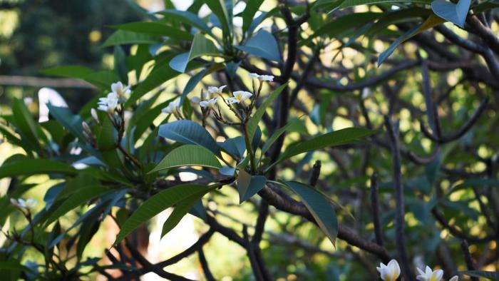 manzelejepun luxury villas