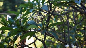 manzelejepun luxury villas