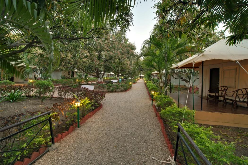 gir lion safari camp