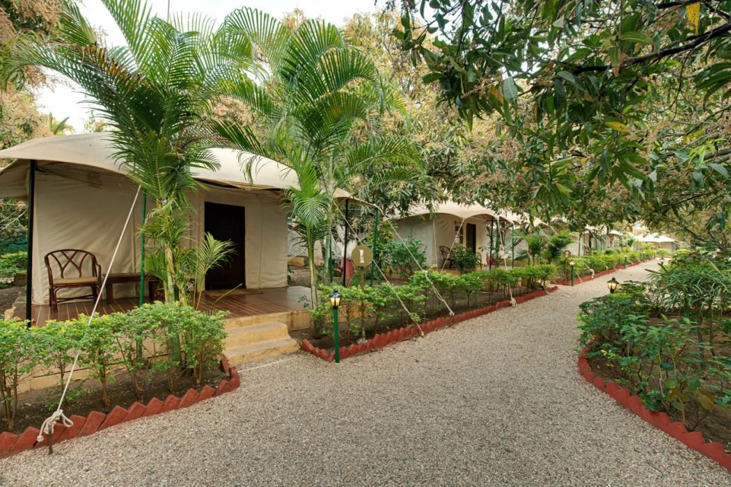 gir lion safari camp