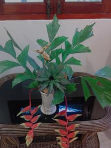 bed and breakfast chiang rai