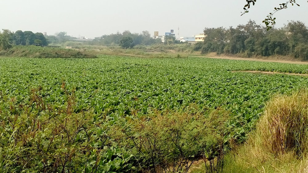 rueang sri si ri