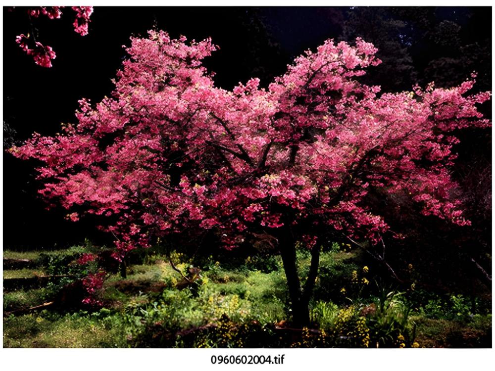 alishan shermuh tourist hotel