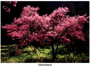 alishan shermuh tourist hotel