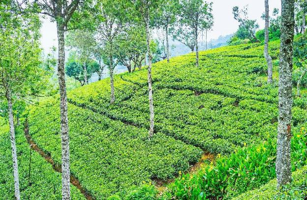 romance valley loversleap cottage