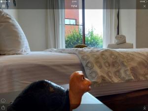 away las tortugas beachfront