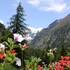 cogne