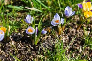 bandb les trois voisins