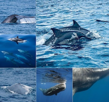 Lotus Grand Rest,Thalaramba>>Mirissa,3 star