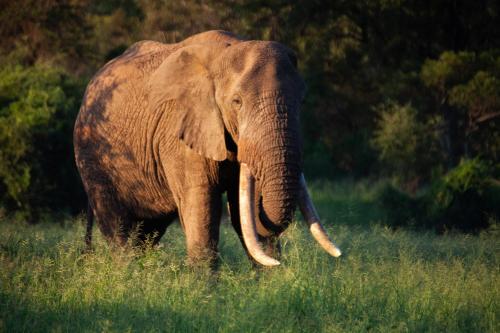 karongwe portfolio chisomo safari camp