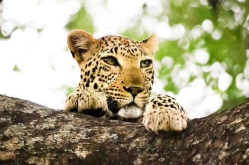 karongwe portfolio chisomo safari camp