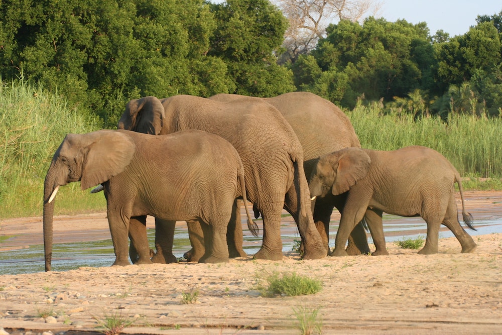 karongwe portfolio chisomo safari camp
