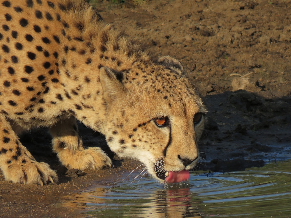 karongwe portfolio chisomo safari camp