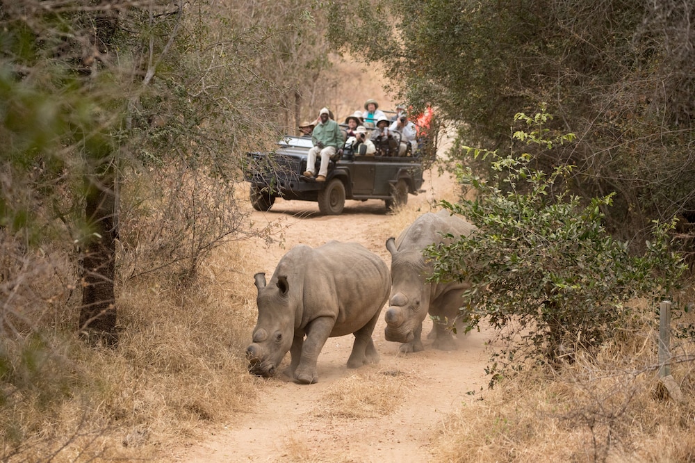 karongwe portfolio chisomo safari camp