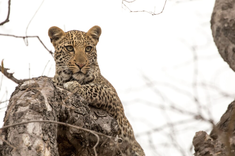 karongwe portfolio chisomo safari camp