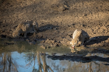 karongwe portfolio chisomo safari camp