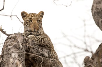 karongwe portfolio chisomo safari camp