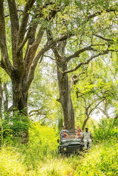 karongwe portfolio chisomo safari camp