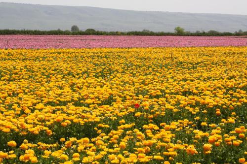 beit shalom historical boutique hotel