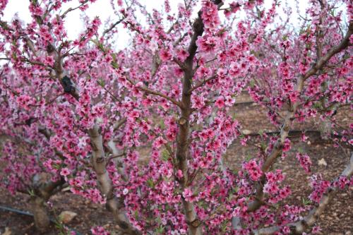 beit shalom historical boutique hotel