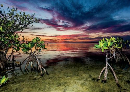 conch key fishing lodge and marina