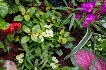 centrally located guest apartments