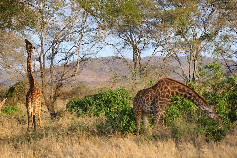 salt lick safari lodge