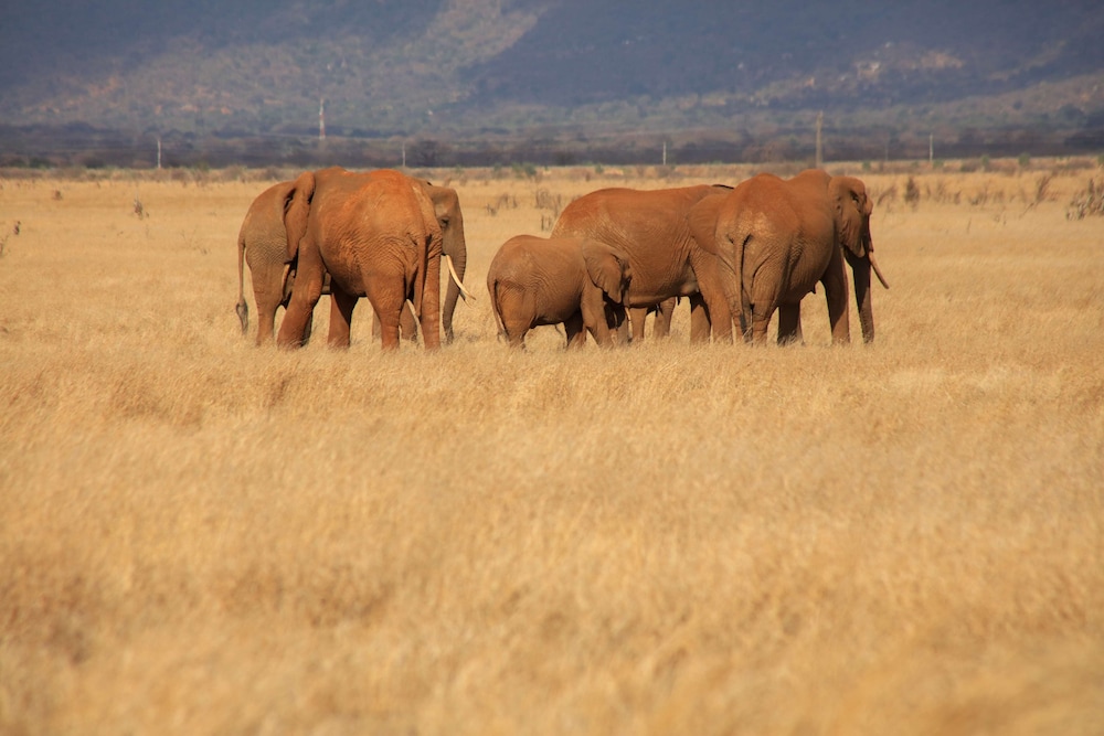 salt lick safari lodge