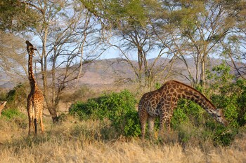 salt lick safari lodge