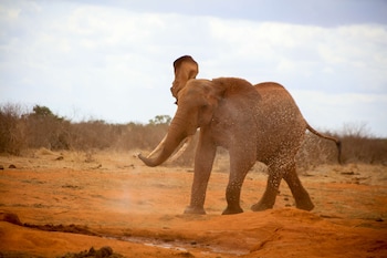 salt lick safari lodge