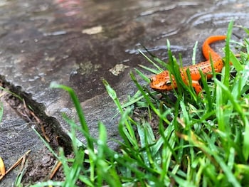 laurel river club bed and breakfast or lrcbnb