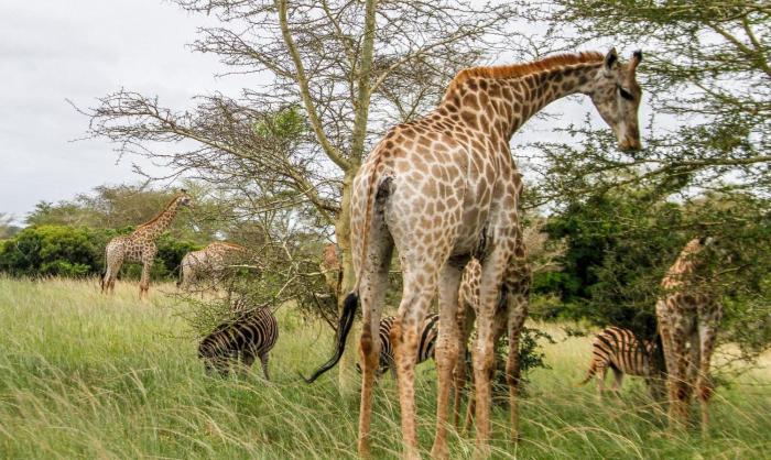 sleepover kruger gate