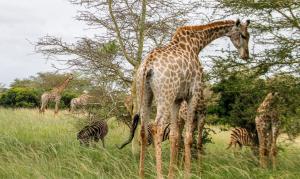 sleepover kruger gate