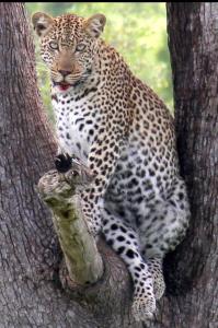 sleepover kruger gate