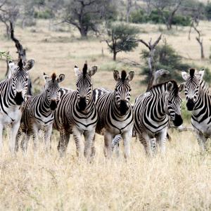 sleepover kruger gate