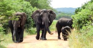 sleepover kruger gate