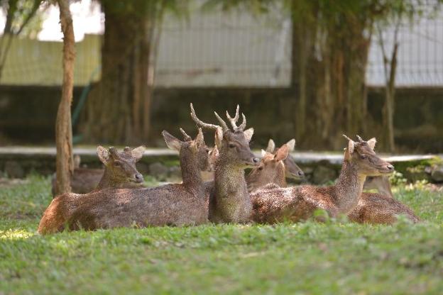 the wisma solo syariah
