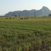 limestone view homestay
