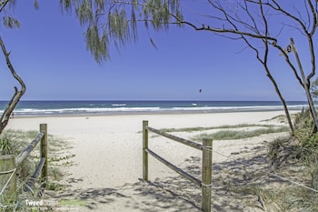 casuarina