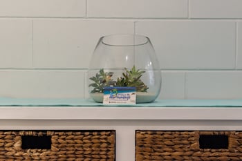 airlie sun and sand accommodation 5