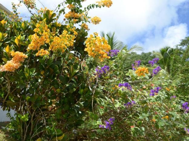 la residence villas and studios