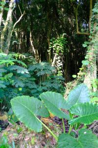 la residence villas and studios