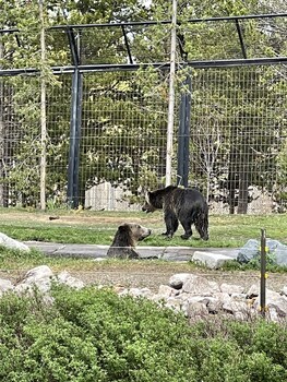 the fishing bear lodge