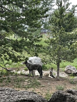 the fishing bear lodge