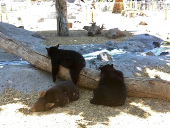 the fishing bear lodge