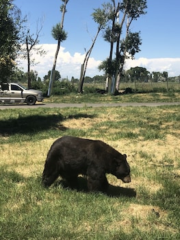 the fishing bear lodge